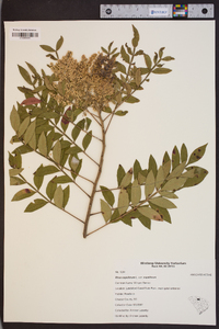 Rhus copallinum var. copallinum image