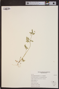 Chaerophyllum tainturieri var. tainturieri image