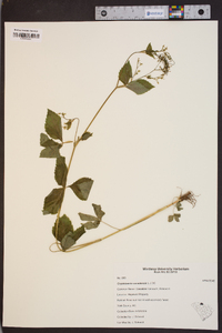 Image Associated With the Occurence