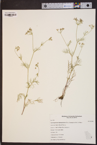 Cyclospermum leptophyllum image