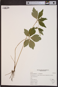 Sanicula canadensis var. canadensis image