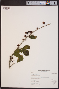 Ilex longipes image