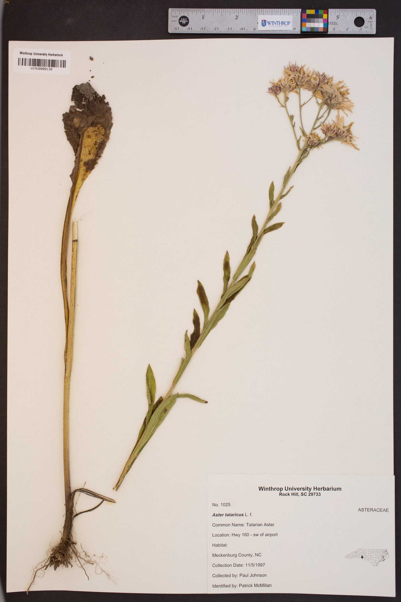 Aster tataricus image