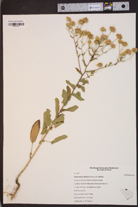 Heterotheca latifolia image