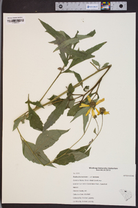 Rudbeckia laciniata var. laciniata image