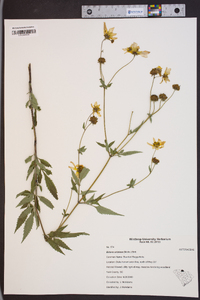 Bidens aristosa image