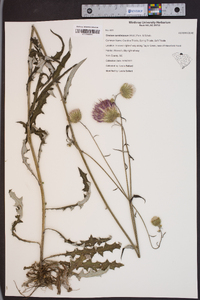 Cirsium carolinianum image