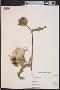 Cirsium horridulum image