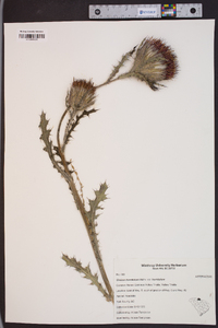 Cirsium horridulum var. horridulum image