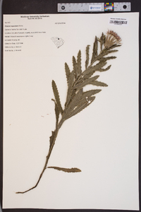 Cirsium repandum image