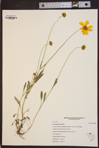 Coreopsis lanceolata image