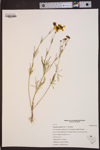 Coreopsis tinctoria var. tinctoria image