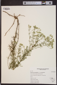 Eupatorium hyssopifolium image