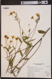 Helianthus laevigatus image