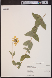 Helianthus mollis image