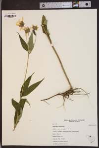 Helianthus tuberosus image