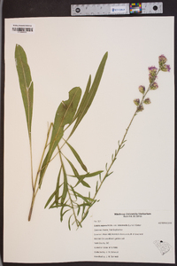 Liatris aspera var. intermedia image