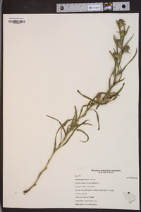 Liatris squarrosa image