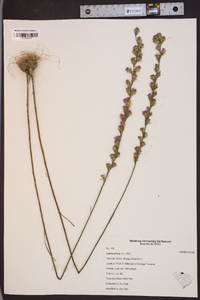 Liatris pilosa image