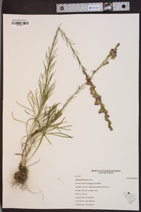 Liatris pilosa image