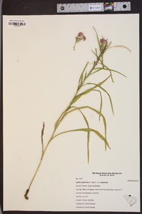 Liatris squarrosa var. squarrosa image