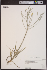 Pityopsis graminifolia image