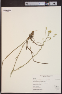Pityopsis graminifolia var. graminifolia image
