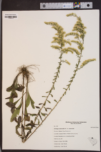 Solidago nemoralis var. nemoralis image