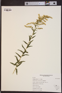 Solidago odora var. odora image