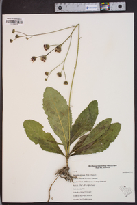 Vernonia acaulis image