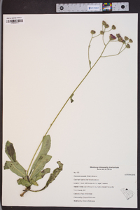 Vernonia acaulis image