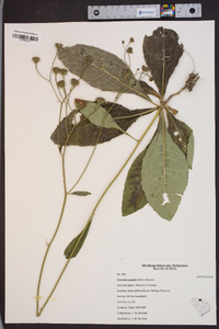 Vernonia acaulis image