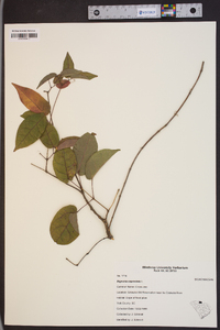 Bignonia capreolata image