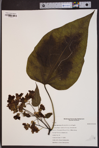 Catalpa speciosa image