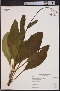 Cynoglossum virginianum var. virginianum image