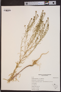 Lepidium virginicum var. virginicum image