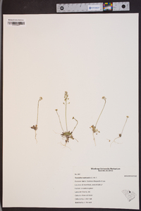 Teesdalia nudicaulis image