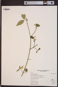 Image Associated With the Occurence