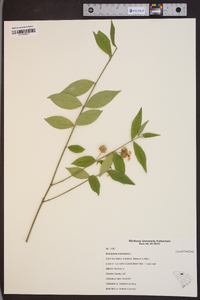 Image Associated With the Occurence