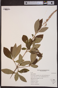 Clethra alnifolia image