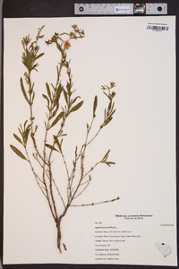 Hypericum prolificum image