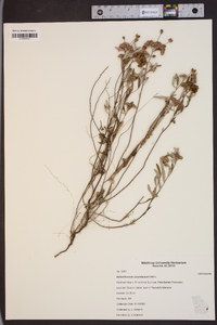 Helianthemum corymbosum image