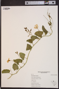 Convolvulus arvensis image