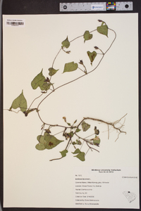 Ipomoea lacunosa image