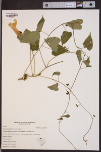 Ipomoea pandurata image