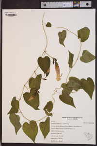 Ipomoea pandurata image