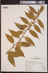 Leucothoe fontanesiana image