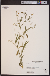 Lathyrus hirsutus image