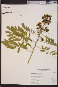 Senna hebecarpa image