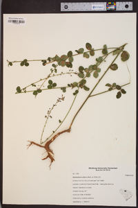 Desmodium ciliare image